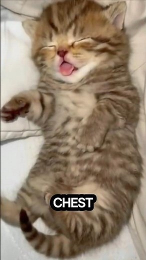 Why Cats Sit on Your Chest