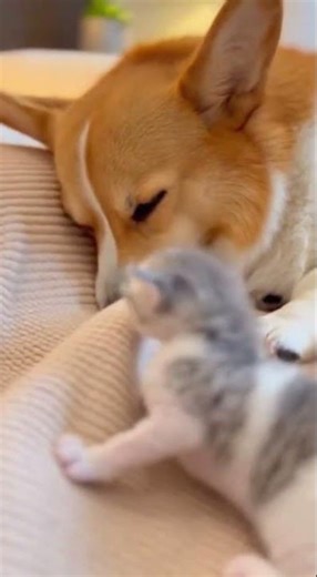 Adorable Domestic Shorthair kitten burrows into Corgi's warm embrace
