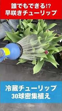 【大量水やり】ダブルデッカーや密集植えした方々は要チェック‼︎コレだけ水を与えてください【カーメン君】【宿根草】【球根】