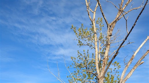 Spring allergies: what causes them and how to find relief