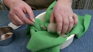 37K views · 1K reactions | Meet the National Aviary's newest arrival...