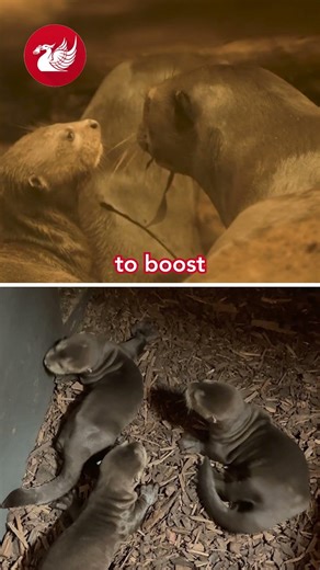 Hope for endangered giant otters as Chester Zoo welcomes rare triplet birth 🦦
