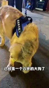 Miracle Rescue: stray dog meets lucky owner today, watch this adorable reunion