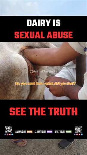 Animal Climate and Health Save Foundation on Instagram: "The dairy industry is built on the sexual exploitation of both male and female animals. 💔 Females are forcefully impregnated again and again just to produce milk meant for their babies, not for us. Their male counterparts are electrocuted for semen collection, or killed soon after birth because they cannot produce milk. This endless cycle of abuse, separation, and suffering continues only to fulfill human demand. 🥛 It’s time to recognize