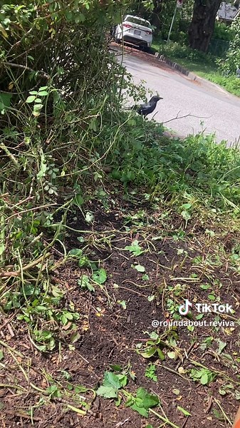 This is the first.. of what will likely be many… setbacks 😔🥀 Does anyone know anyone who works for the city? #u#urbangardeningg#gardeningu#urbangardeng#growyourownfoodo#organicgardeningg#gardeng#growyourownu#urbanfarmingv#vegetablegardenh#homegrowng#gardenlifep#plantsofinstagramp#plantsdisaster #u#urbanjungleg#greenthumbo#organicsinkhole #p#plantsmakepeoplehappyg#gardeninspirationh#houseplantsc#containergardeningv#veggiegardenn#natureu#urbangardenerfyp #g#gardenerf#flowersg#gardeninglifehomega