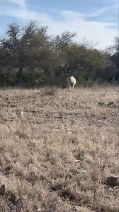 Addax on the move at ACE #sci #chital #oryx #deerfeed #guidedhunts #goldmedalaxis #texashuntingranches #southtexas #monsterbucks #texasexotics #whatgetsyououtdoors #exotichunting #corporatehunts #exotics #exotichunts #deerhunting #axisdeer #texasexotichunting #blackbuck #axisbuck #aoudad #hillcountryhuntingranches #youthhunter #hunting #packagehunts #youthhunt #wildlifemanagament #southtexashuntingoutfitters #nilgai #corporateretreats | South Texas Hunting Outfitters
