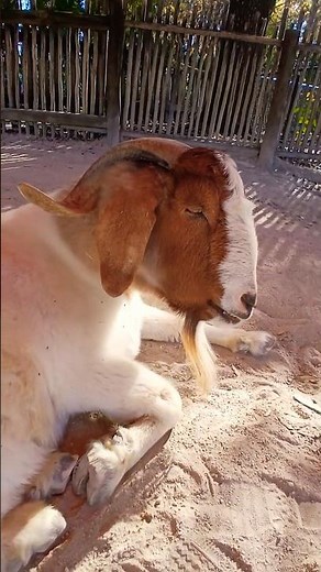 🐐 Petting Zoo in Lion Country Safari, Palm Beach, Florida, USA. You can hang out with and brush them