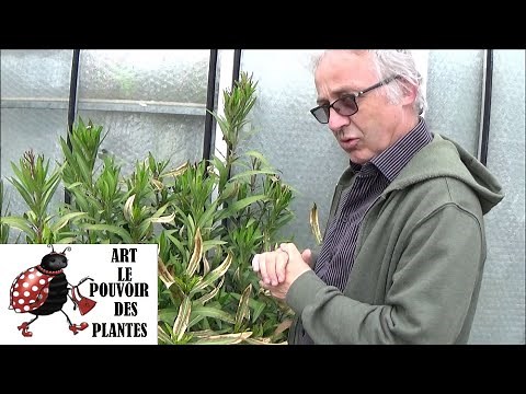 Gardening: Pruning and maintenance: Frost on my oleander: Perennial plant