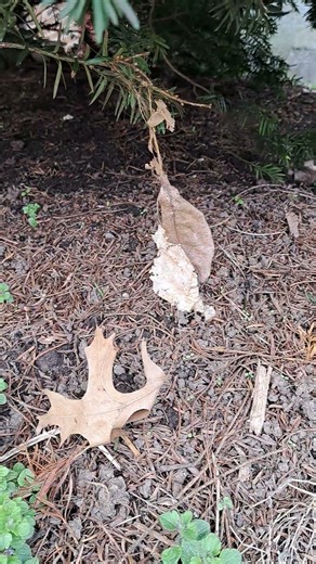 Dancing time. My spiritual eyes see what you don't see.