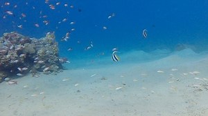 There are times I feel the sea is exploding with life. This dive was...