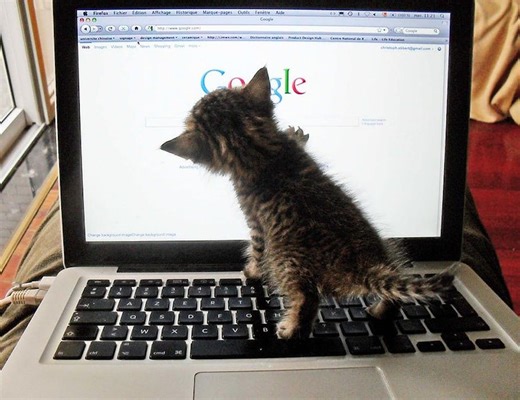 Pourquoi les chats ont envahi Internet