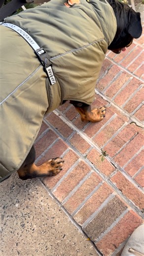 outside exploring! exercise 2 months post op! #rottweiler #rottweilersoftiktok #petsoftiktok #rottweilerfamily #rottyweilerpuppy #rottierumble #rottiepurr #rottiemom #rottweillerlove #rottweillerlife #dogsofinstagram #dogstagram #dogs #dogmom #rescuedogsofinstagram #reelitfeelit #reelsvideo #petstagram #petsofinstagram #dogsoftiktok | Chopfromgta