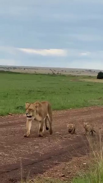 A Mother Lioness Leading Her Newborn Cubs to Safety in Serengeti National Park #lion #shorts