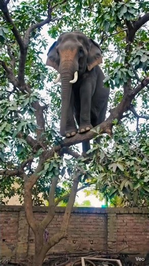 Garena Free Fire sent a dada elephant ase 🦣😫#funny #shortsfeed #viral #comedy #Pradip Tulika Funny