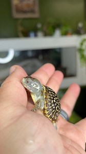 Adorable Baby Turtle ❤️ #boxturtle #babyturtle #babytortoise #gardenstatetortoise #otistheturtle #animalfacts #didyouknow #animallover #naturevibes #reptiles | Garden State Tortoise