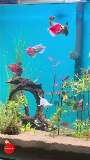 🔴 Fish Tank | Fish for Cats to Watch (4K HDR) #eel #eelfishing #gaintgourami #plantedaquarium