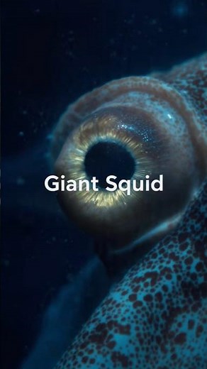 The Largest Eye in the Animal Kingdom — The Giant Squid’s Massive Vision Explained👁️#animalfacts