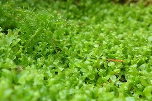 Mastering Moss: From Eradication to Embracement | LoveToKnow