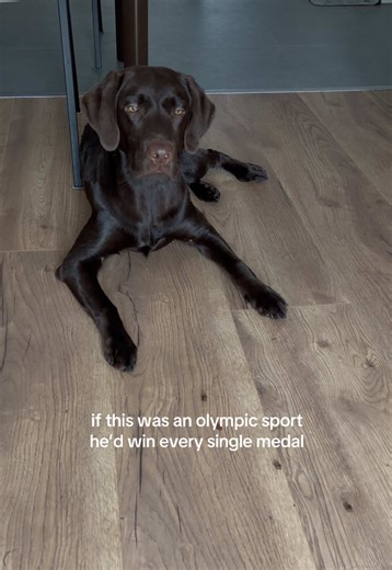 No one beats a lab when it comes to food #dogsoftiktok #dogtok #labrador #puppiesoftiktok #dog