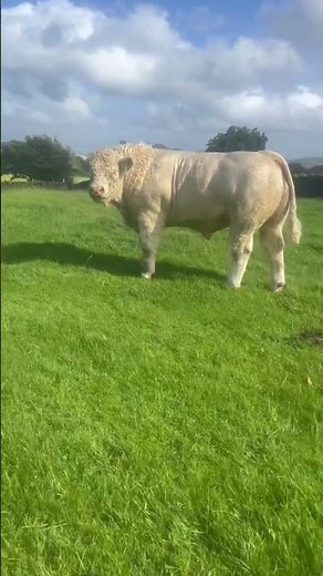 Charolais Breed – Massive Beast Bull | Pure French Genetics by A.A Cattles #charolais #bulllovers