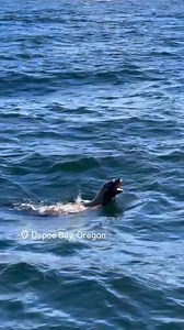 80K views · 1.5K reactions | It’s dinner time in Depoe Bay, Oregon, which restaurant are you choosing? | Discovering Depoe Bay Oregon | Facebook