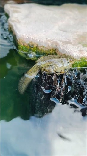 Wembley Lauper Hopper - American soon to be Bullfroglet!