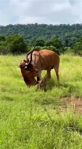 Predator vs Power Bengal Tiger’s Deadly Jungle Fight