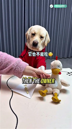 The Clever Trick That Finally Made the Dog Take His Medicine 🐶💊