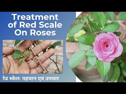How to Get Rid of Scale Insects On Roses || How to Control Red Scale On Roses