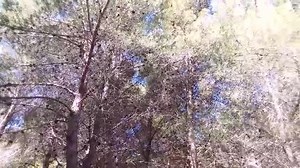 🔥Il Cantico delle creature🔥 di Angelo Branduardi. Mixato con il canto originale di centinaia di cicale sul Monte Erice. Luogo stupendo e suggestivo. ❤ #byndipiazza #rinnovarsinellospiritosanto | I Colori dello Spirito Santo
