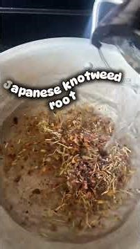 3 Powerful Roots Women Should Know: Rhodiola, Nettle Root & Japanese Knotweed