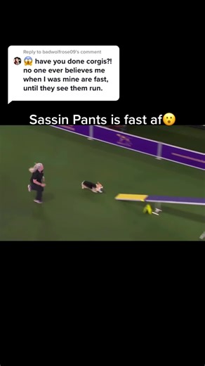 Amazing Welsh Corgi Agility Skills on Display