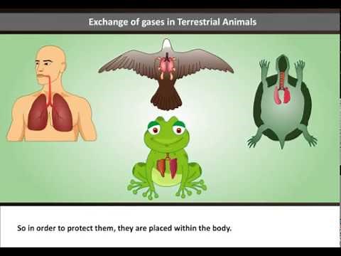 Exchange of Gases in Aquatic and Terrestrial Animals | How do fish Breathe in Water?
