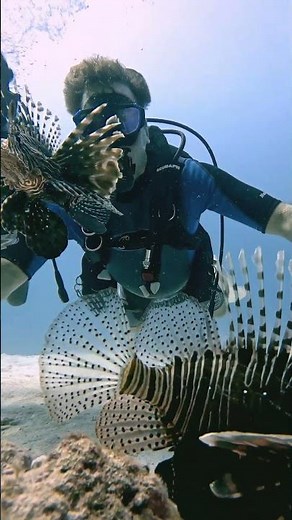 Lionfish Venomous Lionfish