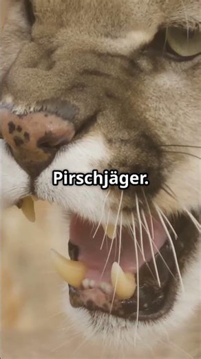 Faszinierende Fakten über Pumas! 🐾