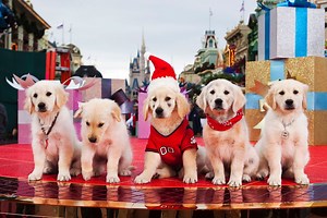 The best Christmas movies with dogs
