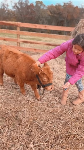 Our handsome little guy Rusty just got his test results! He’s Chondro Positive! What does that mean? He’s considered a micro mini highland bull. 🥹😍 which means, he won’t need much land for his forever home, and he will make the best pet 🫶🏼 He’s going to be cute and small ❤️💕 If you’re looking for an amazing bull to give you the tiny babies, or if you’re looking for the perfect best friend, send us a message for pricing. #minihighlands #chondropositive #mini #cattle #highland #forsale | Vict
