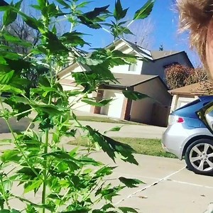 Ever seen a Duck Foot cannabis plant? Know anything about it? . . #cannabis #cannabisscience #ducfootcannabis #trichomeinstitute #cannabiseducation #WLM #webbedleafmarijuana #grownby @max.montrose | Trichome Institute