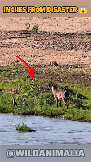 Waterbuck Walks Straight Into a Lioness Ambush 😱 Caught on Camera #Lioness #Lion #Wildlife #Shorts