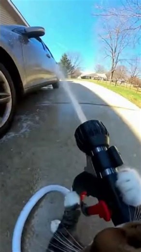 Can Your Cat Wash a Car?