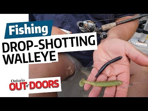 Drop-shotting walleye