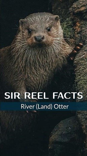 River Otters Facts: Master Hunters On Land And In The Ocean #alaska #riverotter #marinemammals
