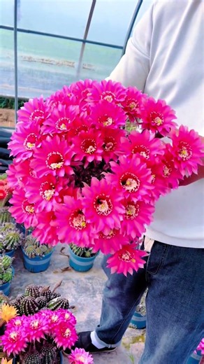 The Incredible Beauty of a Cactus Blooming 🌸