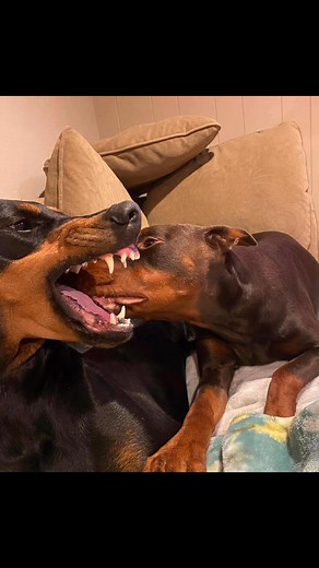 4.1K views · 108 reactions | French Kiss  Dobermann Style 殺 | My Love is My Dobermann - Reloaded | Facebook