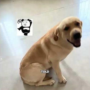 This dog only knows how to give, and never asks for anything in return #pets #cute #funny #shorts