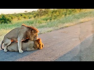 How Male Lions Show Dominance