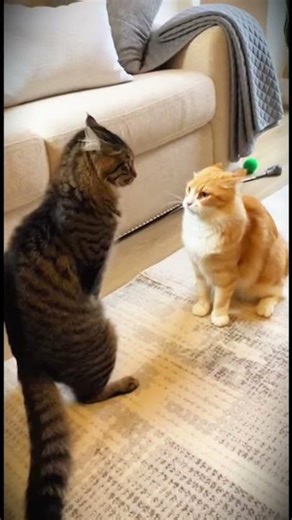 When Cats Start Boxing 🐱🥊 | Funniest Cat Fight Ever