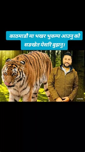 Majestic Adult Tiger in a Lush Forest Habitat