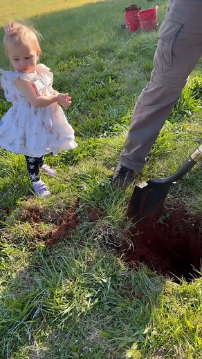 26K views · 517 reactions | Daddy is planting a fruit tree in his birthday ❤️ Part 4 | CookingwithSammy | Facebook