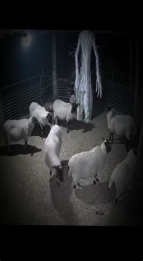 #fyp #abonne #cctv #strang #like Tree Man